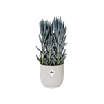 vibes fold rond wielen 35cm zijdewit